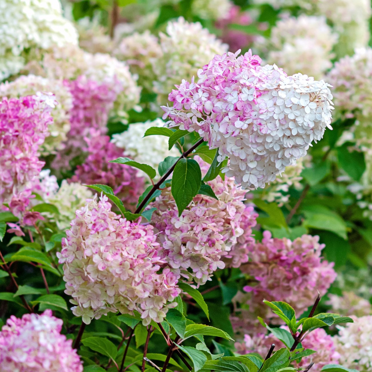 Obrázok Hortenzia metlinatá (Hydrangea paniculata) ´LIVING COLOURFUL COCKTAIL´® by LIVING CREATIONS® - výška 20-30 cm, kont. C2L